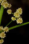 Georgia bulrush